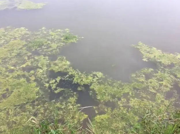 锦鲤鱼池